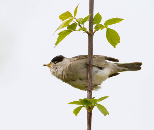 Blackcap, Sylvia atricapilla. Morning in the forest, a male bird sits on a tree branch and sings. It differs from the female in a black cap on his head. Isolated - Photo, Image