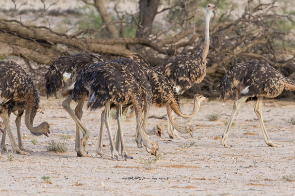 Flock of juvenile ostriches in the kalahari - Fotografie, Obrázek