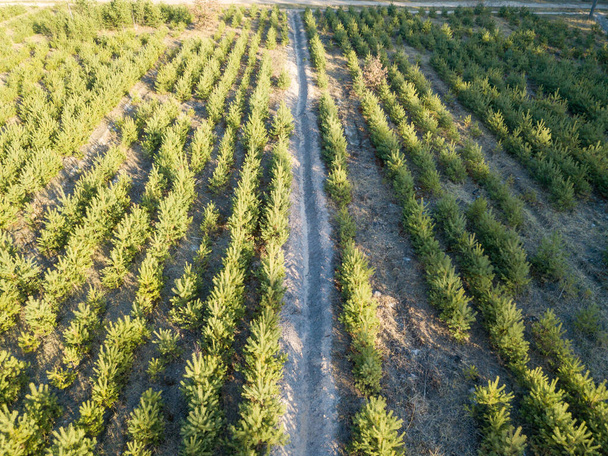 Dirt road in a young coniferous forest. Aerial drone view. - Photo, Image