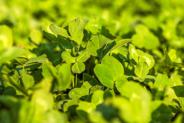 Водяной клевер свежие ярко-зеленые листья
 - Фото, изображение