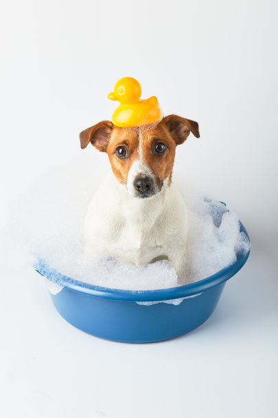 perro se baña en un lavabo con espuma y patitos de juguete sobre un fondo blanco. Perro gracioso
 - Foto, imagen