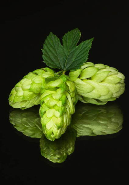 Green hop cones on a dark background grown for brewing beer, and bread as well as a seasoning for food - Photo, Image