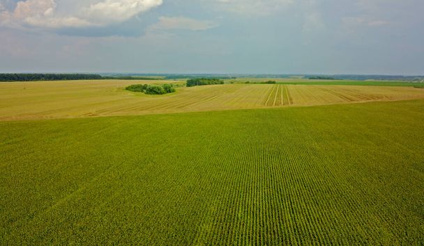 Luftaufnahme des grünen landwirtschaftlichen Feldes - Foto, Bild