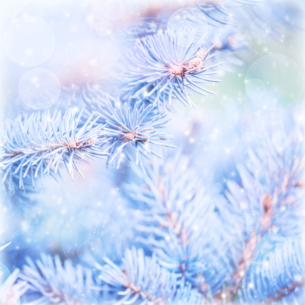 Frozen pine tree background - Foto, Imagen