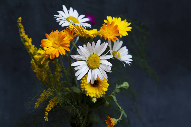 Żółto-białe letnie kwiaty polne na ciemnym tle. Rośliny lecznicze - Zdjęcie, obraz