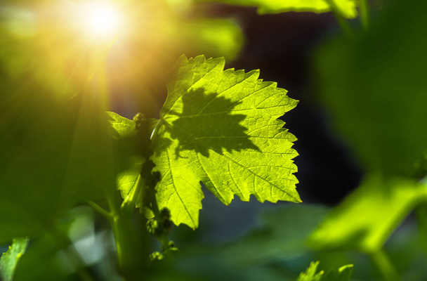 delikatne młode zielone liście winogron na wiosnę, zbliżenie, naturalne tło - Zdjęcie, obraz