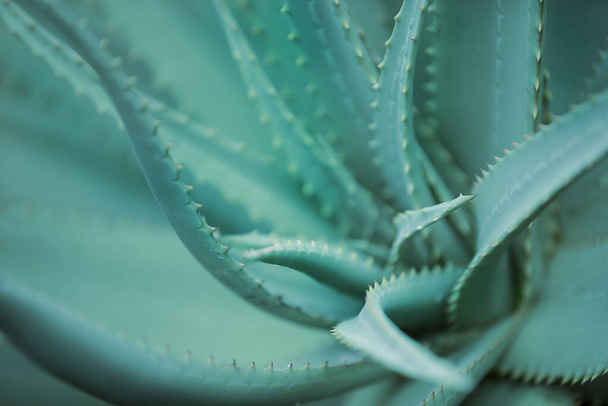 Aloe rostlina detailní záběr na zeleném povrchu, botanické detailní záběr. Tropické zelené rostliny Aloe vera snáší horké počasí. Aloe Vera Plantation na Kanárských ostrovech, Aloe Vera pro přísadu kosmetiky - Fotografie, Obrázek