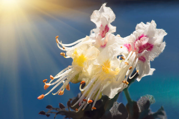 Цветущие цветы крупным планом каштана, весенний фон
 - Фото, изображение