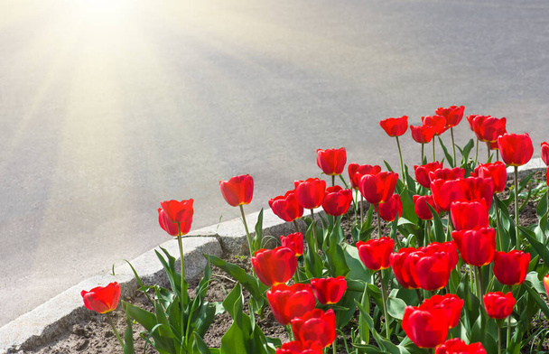 červené tulipány na záhonu u silnice. Jarní krajina. - Fotografie, Obrázek