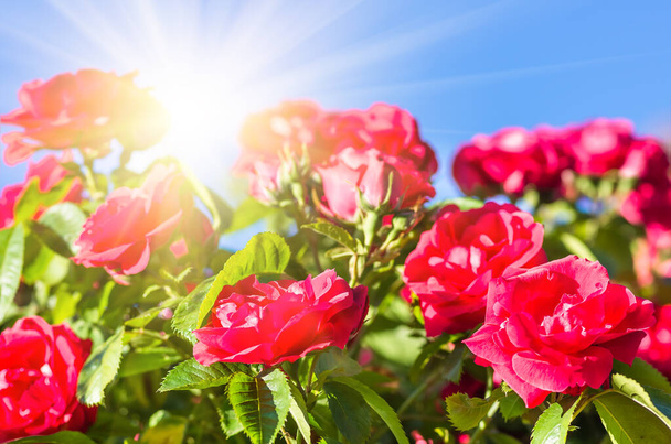 Rode rozen struik in de tuin tegen de blauwe lucht, close-up, feestelijke achtergrond - Foto, afbeelding