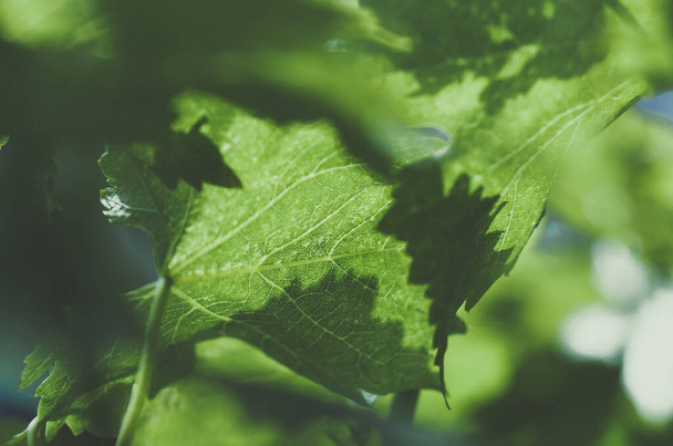 sanfte junge grüne Traubenblätter im Frühling, Nahaufnahme, blauer Farbton, natürlicher Hintergrund - Foto, Bild
