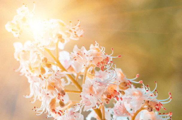 クリの花を咲かせ春の背景 - 写真・画像