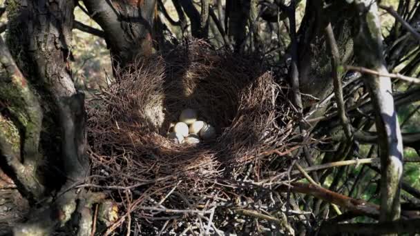 Гнездо Евразийского Джея с яйцами (Garrulus glandarius
) - Кадры, видео