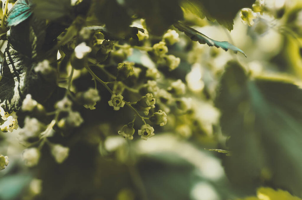 flowers black currant, closeup, agricultural spring background - Valokuva, kuva