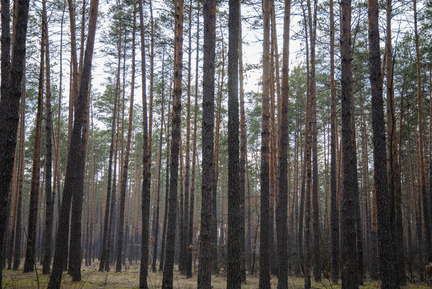 belle forêt de pins près de Kiev - Photo, image