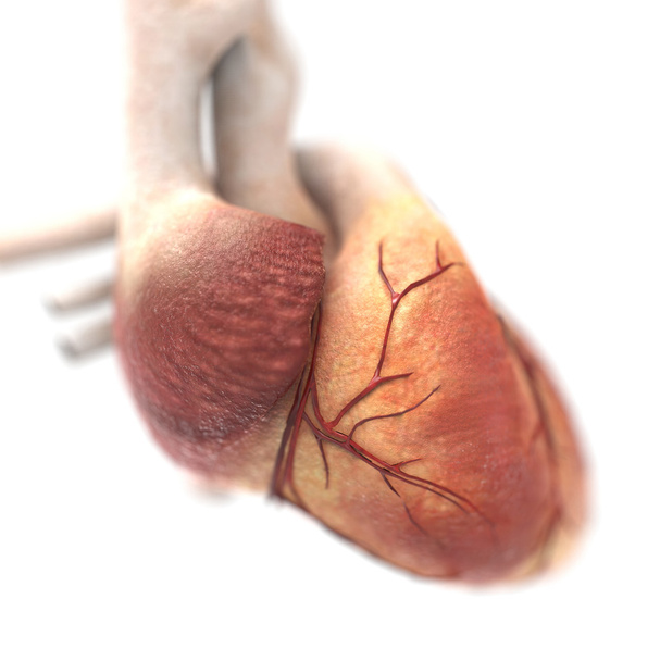 Human heart anatomy - Photo, Image
