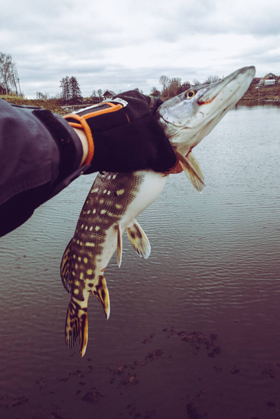 Pêche au brochet sur le lac - Photo, image