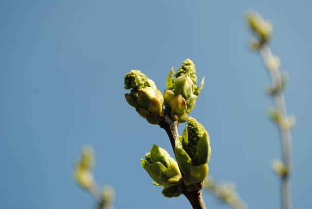 非常にすぐにこれらは芳香族ホワイトライラックの美しい花序になります。一方で、それは若くて新鮮な緑の芽です。. - 写真・画像