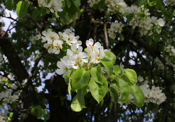 Красивая ветка с белыми фловерами весеннего фруктового дерева, крупным планом в весеннем саду - Фото, изображение