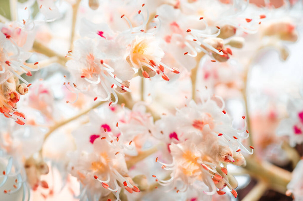 クリの花を咲かせ春の背景 - 写真・画像