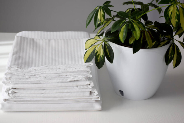 Valkoinen raidallinen vuodevaatteet ja huonekasvi valkoisessa potissa valkoisella pöydällä
 - Valokuva, kuva
