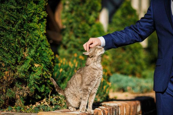 A man caressing a cat, grass background. Close up - Фото, изображение