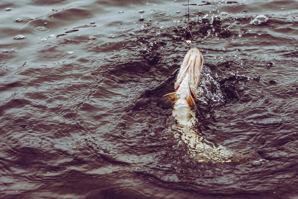 Pike horgászik a tavon. Halászati szabadidő - Fotó, kép