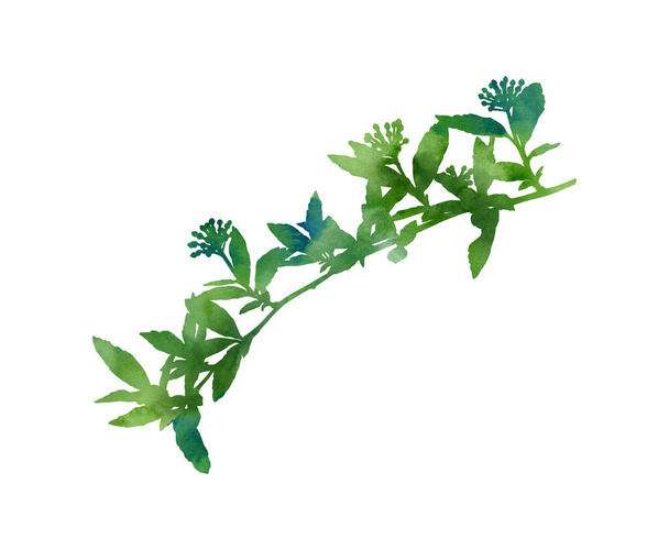 Beautiful branch with flowers. Hand painted decorative image isolated on a white background. Watercolour illustration for creative design of posters, cards, invitations, banners, websites, etc. - Photo, Image