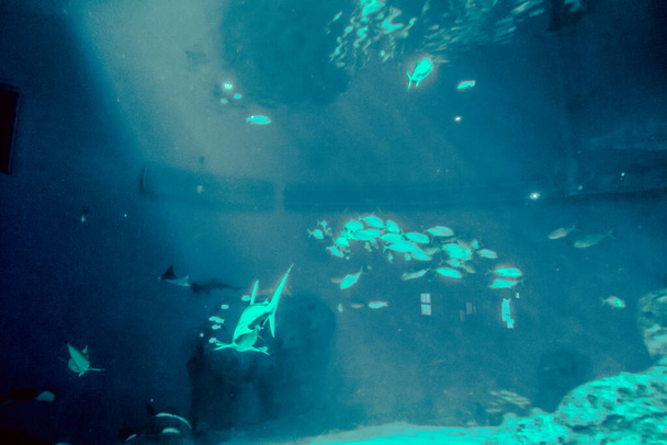 Krásný podvodní svět z moře mořských řas - Fotografie, Obrázek