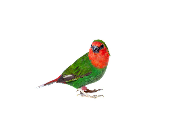 πράσινο σπίνο παπαγάλου με κόκκινη ουρά και το κεφάλι ενός μικρού εξωτικού πουλιού απομονωμένο σε λευκό φόντο με θέμα την κτηνιατρική ορνιθολογία με ένα χώρο αντίγραφο. - Φωτογραφία, εικόνα