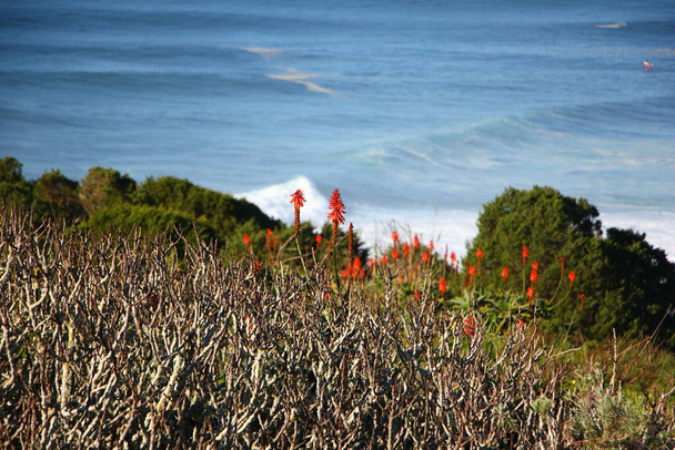 Surfers en de reusachtige golven van Nazar, in Portugal, zijn te zien vanaf de "Canhao de Nazare". - Foto, afbeelding