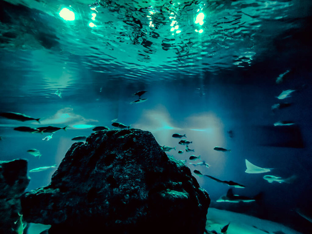 Beautiful underwater world of fish seaweed sea - Фото, зображення