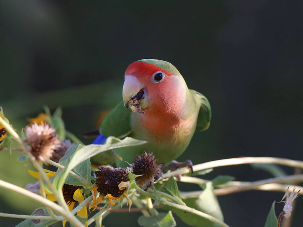 Fischer 's Lovebird (agapornis fischeri
) - Фото, изображение