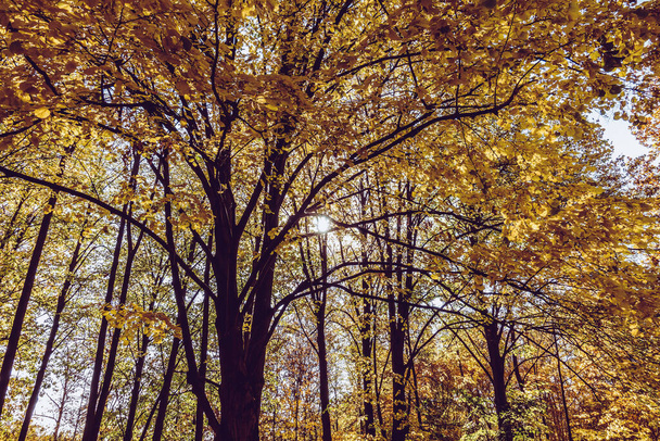 Чудова осінь в прекрасному історичному парку
 - Фото, зображення