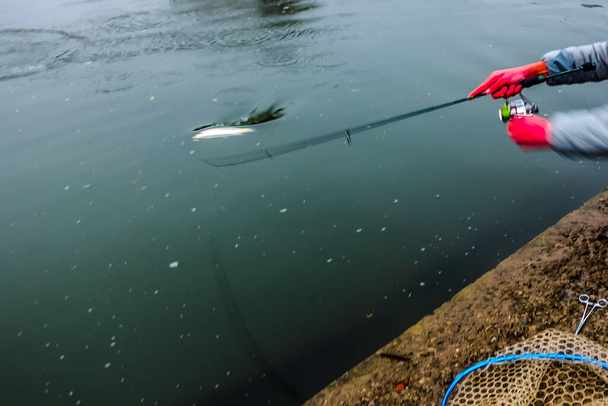 Rybolov pstruhů na jezeře, sportovní rybolov a outdoorové aktivity - Fotografie, Obrázek