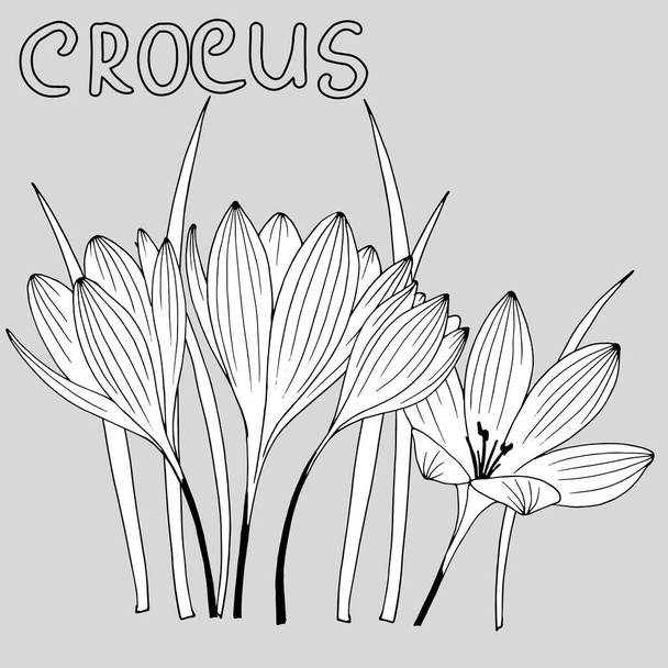Zeichnung eines Straußes von Krokussen im grafischen Stil, Vektorillustration, isoliert auf grauem Hintergrund - Vektor, Bild