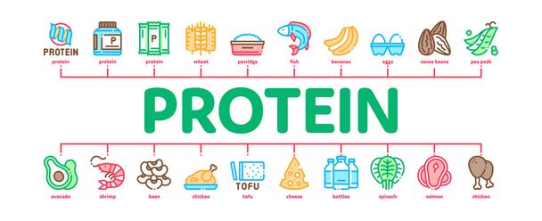 Proteiini Ruoka Ravinto Minimaalinen Infografinen Banner vektori
 - Vektori, kuva