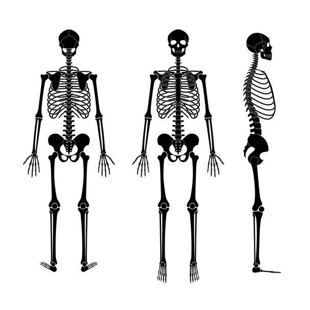 人間の骨格解剖学 - ベクター画像