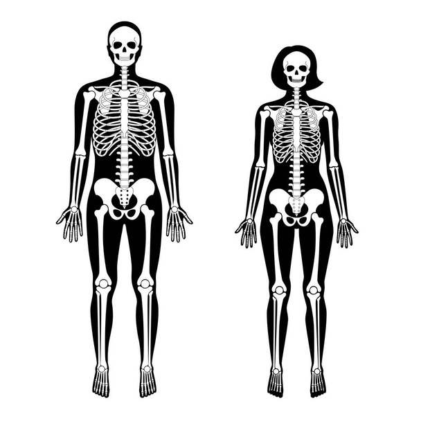 Woman and man skeleton anatomy  - Vector, Image