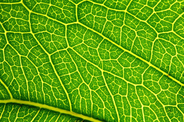 textura zelených listů v přírodě pro pozadí - Fotografie, Obrázek