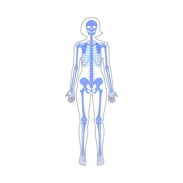 Жінка скелет анатомія
 - Вектор, зображення