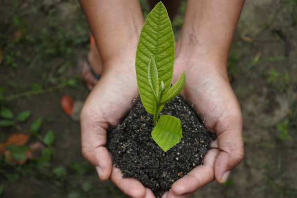  hand holding young tree with soil in background, World Earth Day concept - Photo, Image