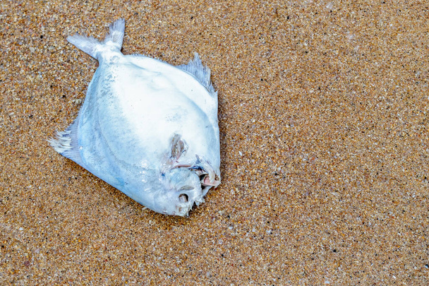 Серебряная плоская рыба, брошенная на песчаный пляж, мертвая и разложившаяся с копировальным пространством
 - Фото, изображение