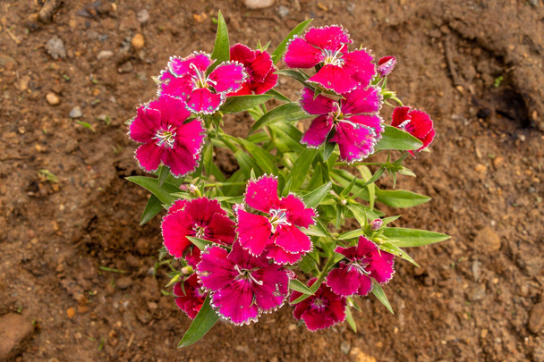 Rote, süße Wilam oder Dianthus barbatus Blütenpflanze, die auf Boden wächst, Nahaufnahme - Foto, Bild