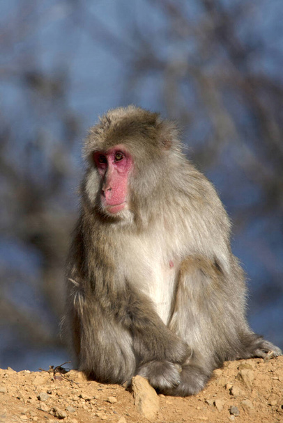 Japanese Macaque Monkey (snow Monkey) in Japan - Φωτογραφία, εικόνα