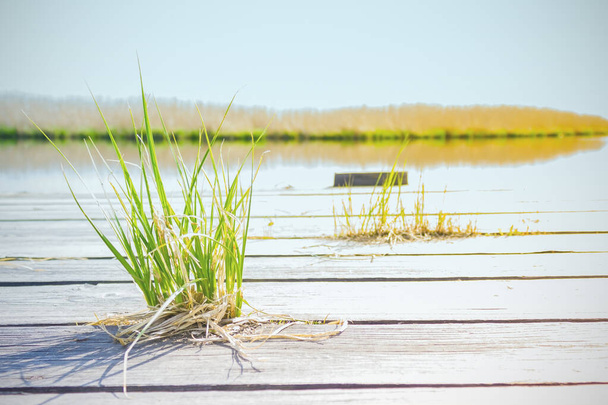 Planches en bois, jetée près du lac. Campagne, jour d'été. Au premier plan se trouve l'herbe verte. Brillant soleil. Silence, sérénité
. - Photo, image