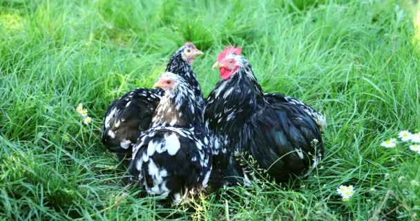 Polli ruspanti neri e galline al pascolo sull'erba nell'allevamento di polli
.  - Filmati, video
