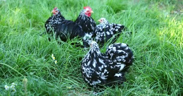 Polli ruspanti neri e galline al pascolo sull'erba nell'allevamento di polli
.  - Filmati, video
