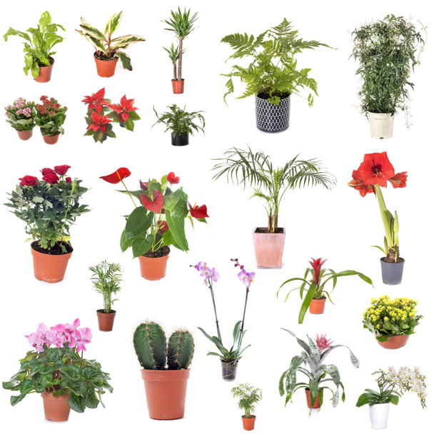 gruppo di piante di casa di fronte a sfondo bianco
 - Foto, immagini