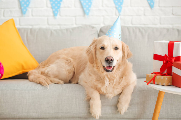 Lindo perro celebrando cumpleaños en casa - Foto, Imagen